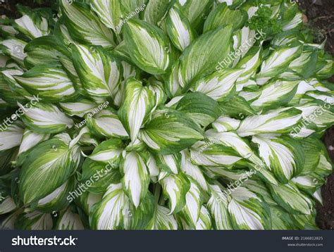 Hosta Funkia Plantain Lilies Garden Closeup Stock Photo