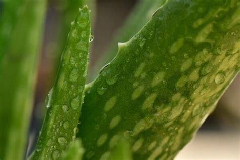 Why Do Aloe Vera Leaves Bend And How To Fix It Potting Around