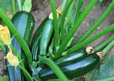 Un guide efficace en 6 étapes pour cultiver des courgettes en pot