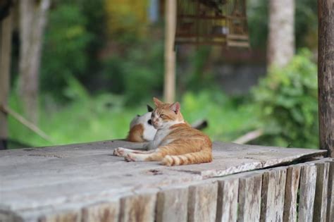 Premium Photo Cat Resting On Wooden Railing