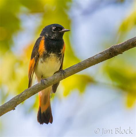 Birds from this Morning and few from last week - Jim Block Photography