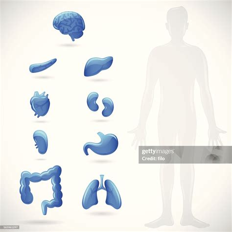 Human Body High Res Vector Graphic Getty Images