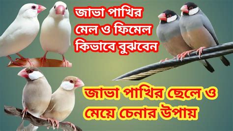 White Java And Black Java Male And Female Identify Java Sparrow Male