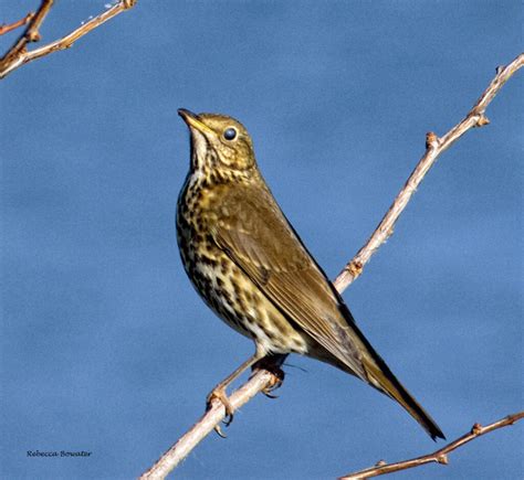 Song Thrush | Great Bird Pics