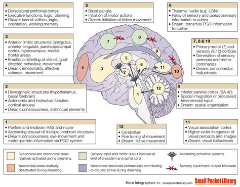 Figure Forebrain Processes In Normal Dreaming An Integration Of