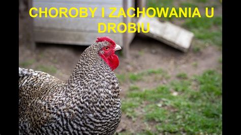 Odcinek Choroby Drobiu Objawy I Zachowania W Hodowli Youtube