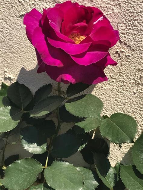 Pingl Par Helene Papillon Sur Palais De La Rose Et Des Fleurs