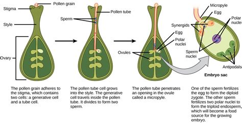 Double Fertilization And Fruit Formation Learn Seed Saving