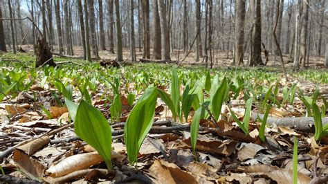 Wild Leeks Aka Ramps — Allium Tricoccum Nomad Seed