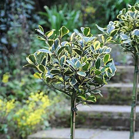 Pair Of Standard Festive Holly Trees For Christmas Gardens And Patios