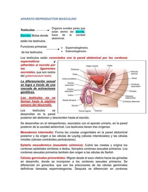 Aparato reproductor masculino Mía Vides uDocz