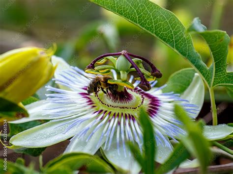 Blue Flower Or Passiflora Passiflora Caerulea Leaves In Tropical