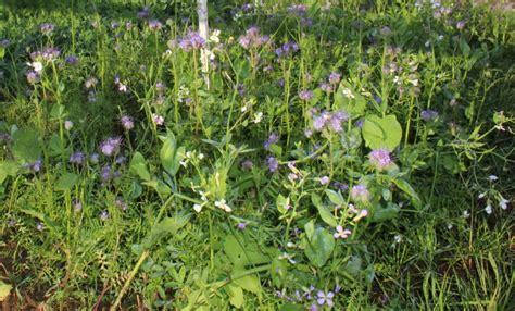 Teagasc Urges Inclusion Of Cover Crops Within Tillage Rotation