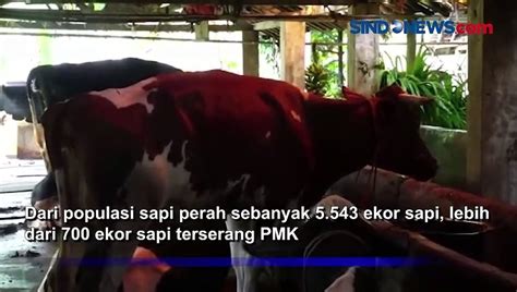 PMK Mengganas Puluhan Sapi Perah Dipotong Paksa Di Lumajang Video