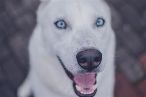 301+ Unique Names for Dogs With Blue Eyes - HubPages