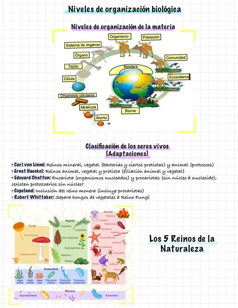 Solution Organizaci N Biol Gica Y Caracter Sticas De Los Seres Vivos