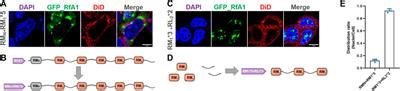 Frontiers Synthetic Peptides For The Precise Transportation Of