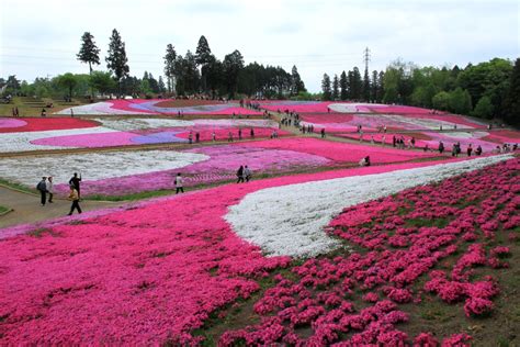 Chichibu Shibazakura Festival 2025 - Events in Saitama - Japan Travel