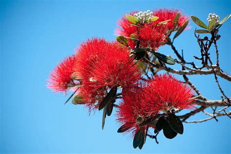 Free pohutukawa tree Images, Pictures, and Royalty-Free Stock Photos - FreeImages.com