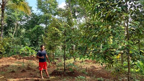 Tanam Pohon Durian Bawor Dilahan Yang Sempit Dengan Jarak 6 Meter Sudah