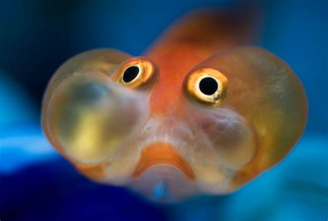 Bubble Fish The Unique Aquatic Marvel Of The Ocean