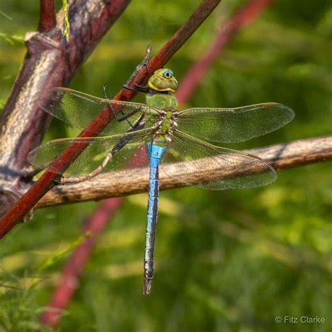 Odonata Dragonfly Common Green Darner Anax Junius Adul Flickr