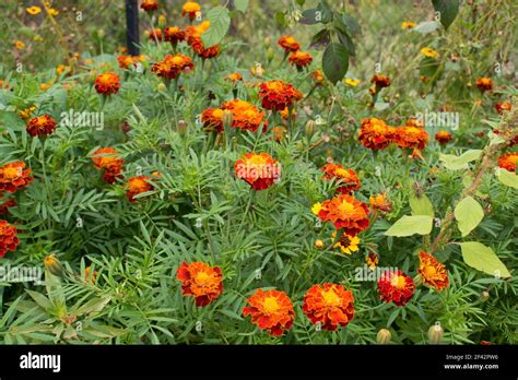 Yellow And Orange Marigold Flowers In The Garden In The Fall A Plant With Healing Medicinal