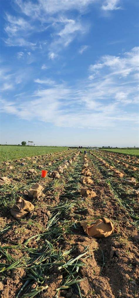 United Farm Workers On Twitter Pablo Shares The Onion Season Is About