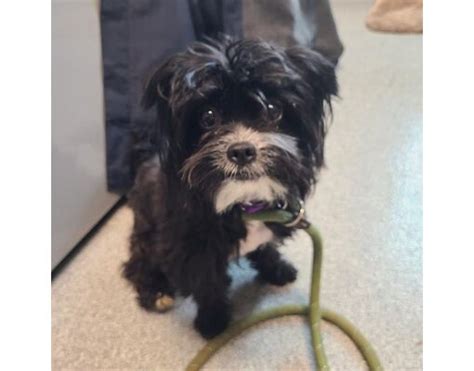 Leesburg Va Shih Tzu Meet Fuji A Pet For Adoption Adoptapet