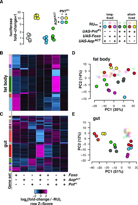 Aop And Foxo Broker Transcriptomic Outcomes With Pnt A In Vitro Download Scientific Diagram