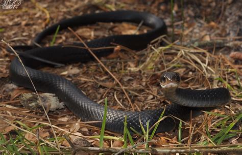 Southern Black Racer Florida Backyard Snakes