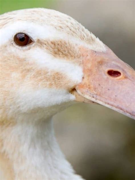 Duck Teeth: A Look Inside Their Mouth - AZ Animals