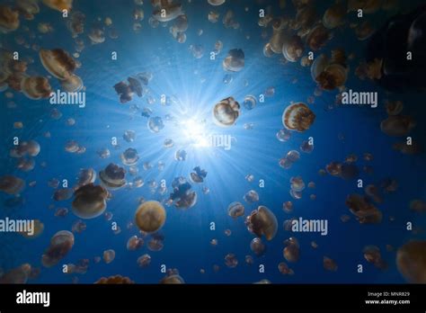 Underwater Photo Of Endemic Golden Jellyfish In Lake At Palau