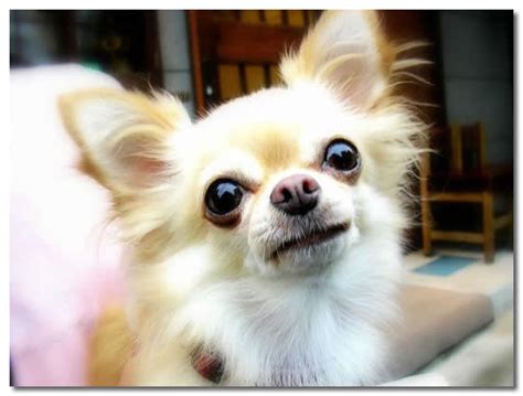 The Hidden Truth About Food Allergies In Chihuahuas - Chihuahua Wardrobe