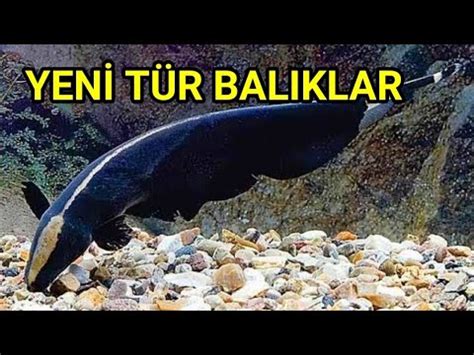 AKVARYUMLARIMIZA YENİ TÜR BALIKLAR GELDİ HAYALET KEDİ BALIĞI TETRA