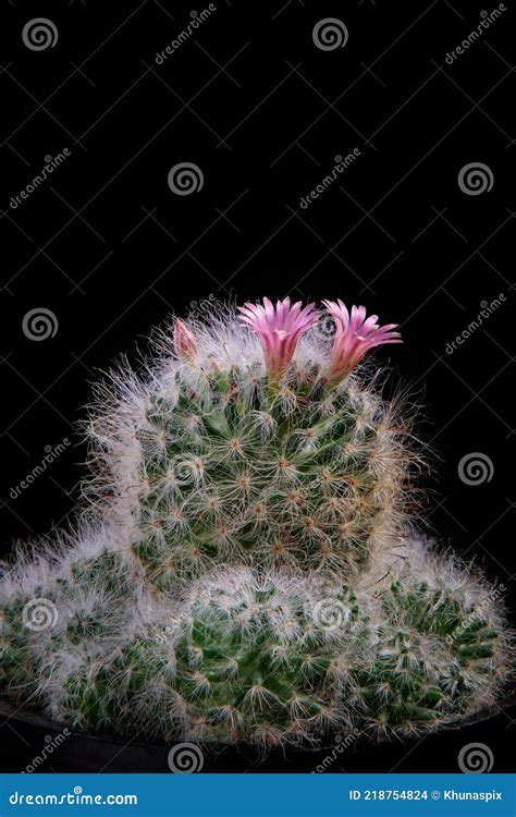 Close Up Pink Flower Of Mammillaria Cactus Stock Photo Image Of