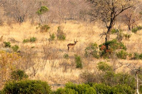 African Bush Stock Image Image Of Africa Kruger Grassland 73075221