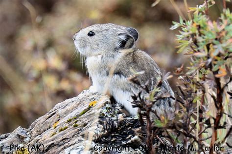 Pika