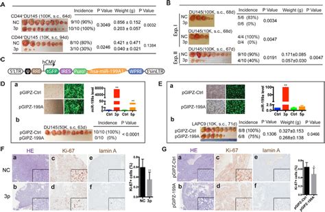 Mir 199a 3p Inhibits Xenograft Tumor Regeneration A Tumor