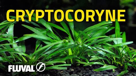 The Ultimate Cryptocoryne Crypts Care Guide