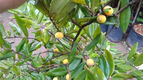 Frut Feras Produzindo Em Vaso Jabuticaba Framboesa Ara P Ra