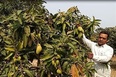 অসময়ে কাটিমন আম চাষ করে তাক লাগিয়ে দিয়েছেন রুবেল Online Version