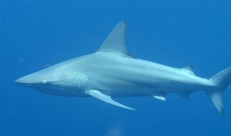 Bignose shark - Alchetron, The Free Social Encyclopedia