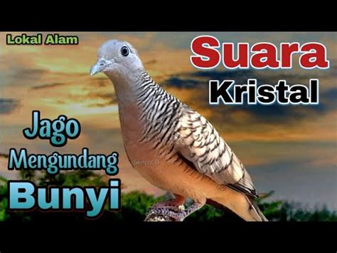 Perkutut Lokal Gacor Suara Kristal Jago Mengundang Bunyi Dijamin Bikin