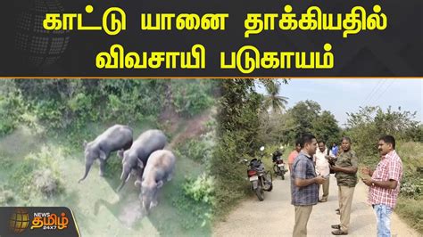 காட்டு யானை தாக்கியதில் விவசாயி படுகாயம் Hosur Wild Elephant Attack Farmers Youtube