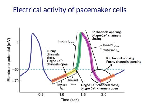 Diagram of Electrical Activity of the Pacemaker Cells | Quizlet