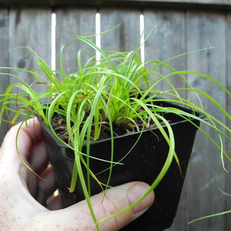 Dwarf Lily Turf Grass Lirope Spicata Miniature Garden Plants Plants Garden Trees