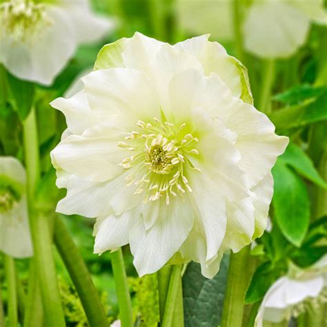 Buy Great White Double Hellebore Shade Perennials Brecks