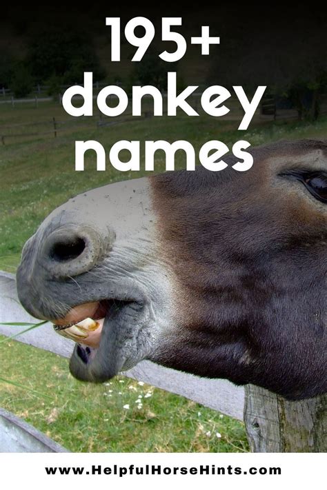 195 Awesome Donkey Burro Names Artofit