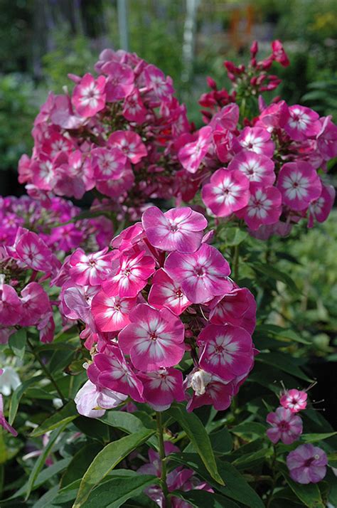 Volcano Pink Garden Phlox Phlox Paniculata Volcano Pink In Boston